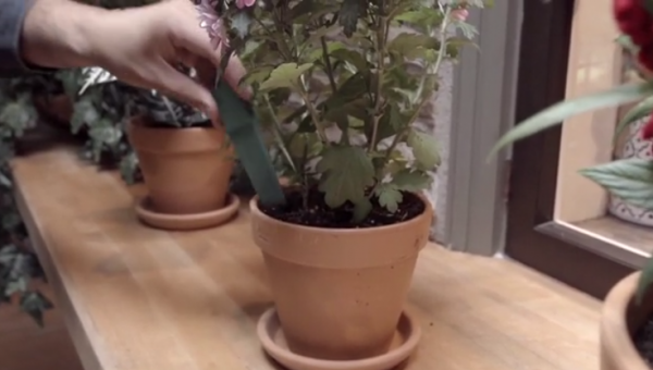 Daisy Sensor:給植物“說話”的權利(圖2) DaisySensor:給植物“說話”的權利