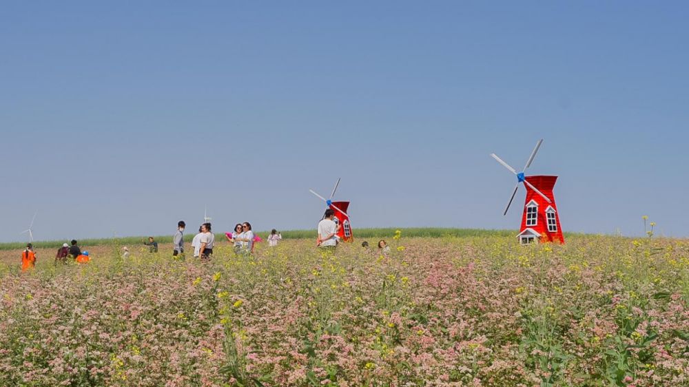 心悅田園花海！中國·定邊第五屆紅花蕎麥文化旅游節盛大啟動(圖6)
