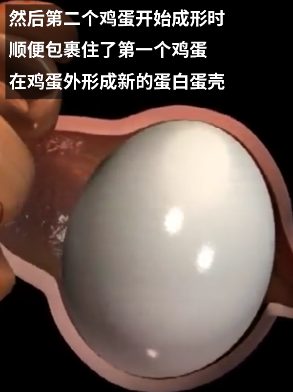網(wǎng)友敲開超巨型雞蛋：發(fā)現(xiàn)里面不僅有兩個蛋黃！