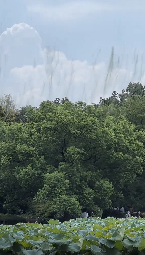 網友拍到西湖邊的樹冒黑煙 專家釋疑：是蚊子在交配