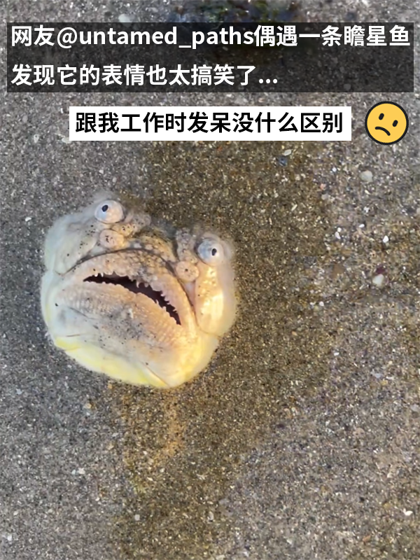 這種得像一道黑暗料理的魚：像極了上班時發呆的你