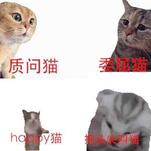 兩只貓meme視頻全網爆火！到底對年輕人有什么魔力