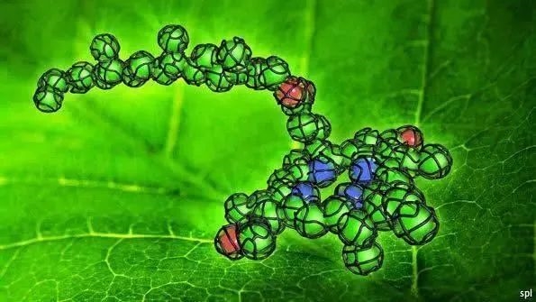 為什么動物沒有進化出光合作用：邊捕食邊吸收太陽能 不好嗎