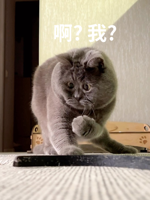 天生表情包的俄羅斯網(wǎng)紅貓：迷住了30多萬(wàn)人！