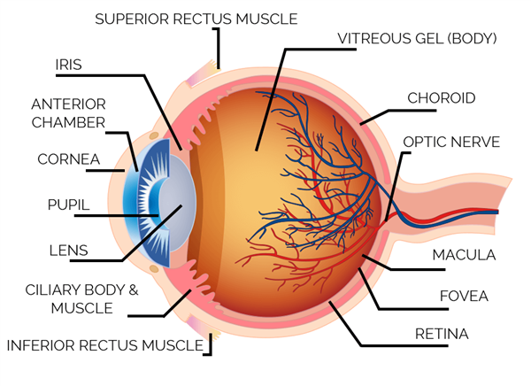 手機卷影像有意思嗎？華為：有！還能再上個新高度