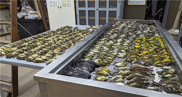 近1000只鳥(niǎo)集體撞向一棟大樓后死亡：城市光污染惹禍
