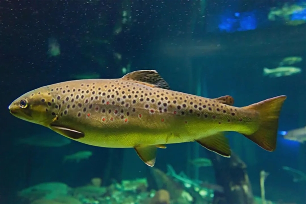 人類吃的一種東西讓公魚變性、鳥類滅絕：引發動物界大混亂