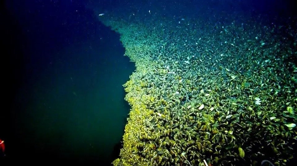 掉進去就死定了！可怕的海底湖泊 到底怎么回事兒？