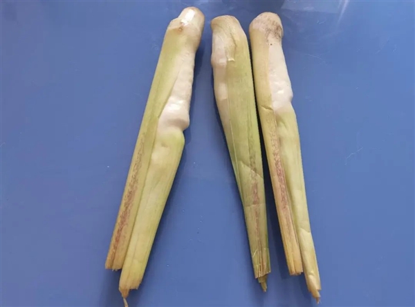 現(xiàn)在正上市！它是蔬菜界的“水中參” 很多北方人都沒吃過