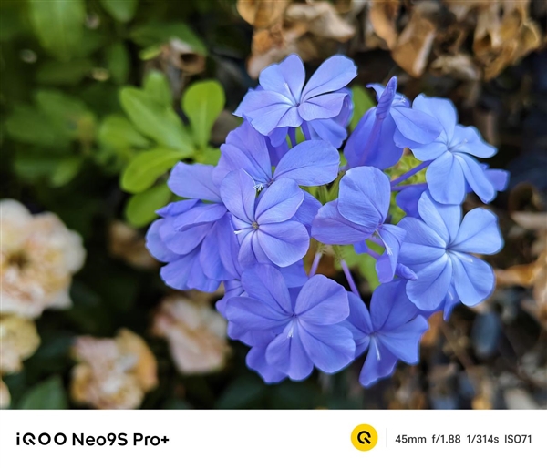 性能旗艦的影像表現出乎意料！iQOO Neo9S Pro+相機實拍