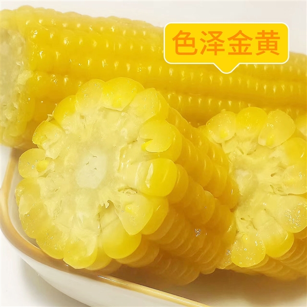 香糯Q彈敲好吃！吉林省農投集團黃糯玉米狂促：券后2元一根