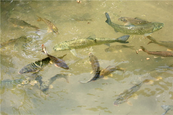 科學(xué)家對魚下手了！他們想盡辦法讓魚更好吃、更便宜、更高產(chǎn)
