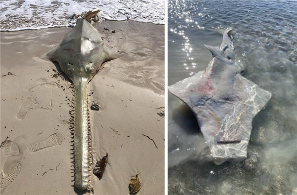 旋轉再旋轉 最后死亡！美國多種海洋生物像螞蟻一樣陷入死亡漩渦