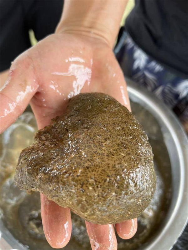 湖中驚現神秘哥斯拉之卵：它的祖先5.3億年前就存在地球！