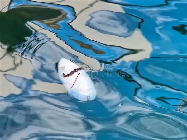 唯一真正的海洋昆蟲！永遠漂浮在海面、不會被打濕