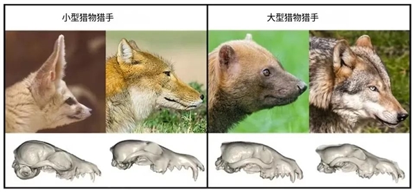 為什么馬/驢的臉那么長