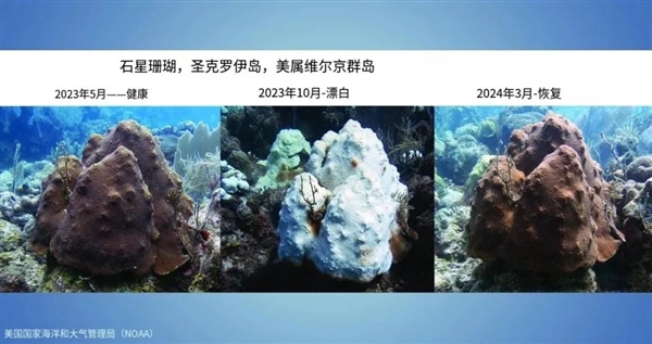 美國警告 全球第四次珊瑚白化開始！嚴重影響至少8.5億人