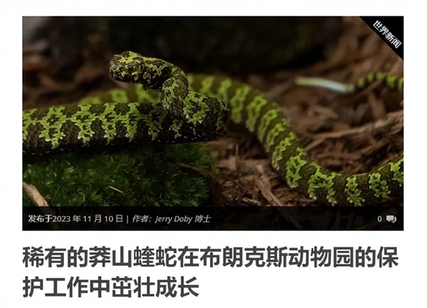 中國(guó)獨(dú)有曾一條價(jià)值100萬(wàn)！小青龍?jiān)趪?guó)外淪為愛(ài)寵