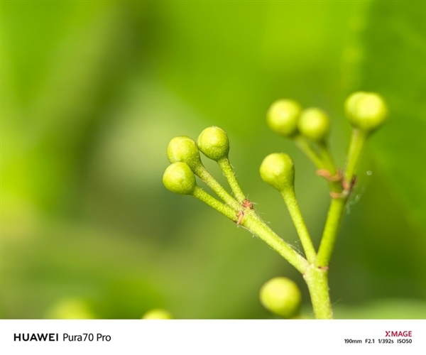 用了一個(gè)月華為Pura 70 Pro：我決定推薦下這個(gè)大杯 超值