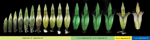 現實的“尸香魔芋”：看起來像鮮肉 但濃烈的動物腐爛氣味