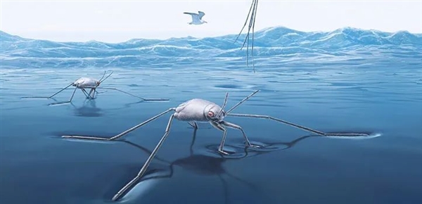 唯一真正的海洋昆蟲！永遠漂浮在海面、不會被打濕