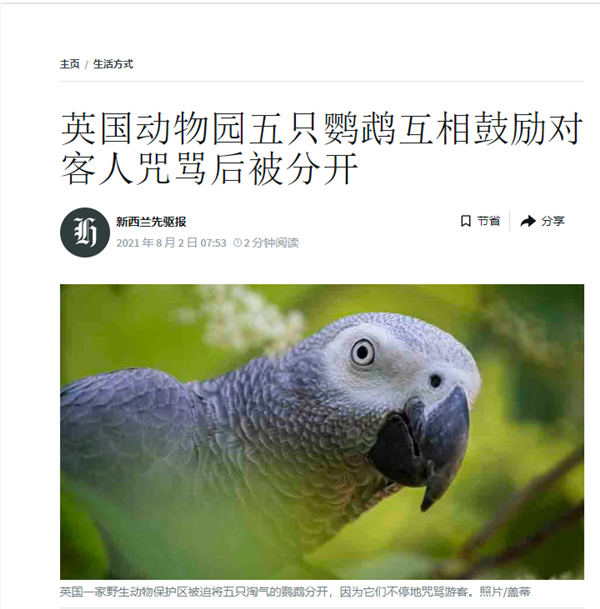 云南灰鸚鵡罵人走紅 網(wǎng)友組團求罵 飼養(yǎng)員無奈：掰不回來