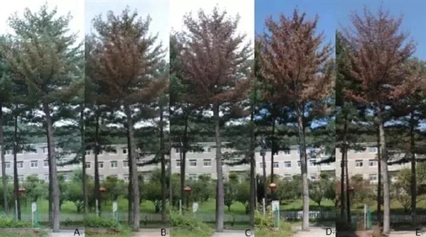 為什么死松樹不能當柴火燒 中國9億畝松樹正遭受前所未有的危機