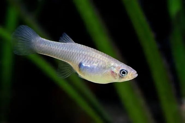 人類吃的一種東西讓公魚變性、鳥類滅絕：引發動物界大混亂
