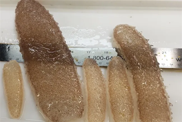 深海拍到神秘生物：遠看像8米長口袋蛇 近看密密麻麻一堆蟲