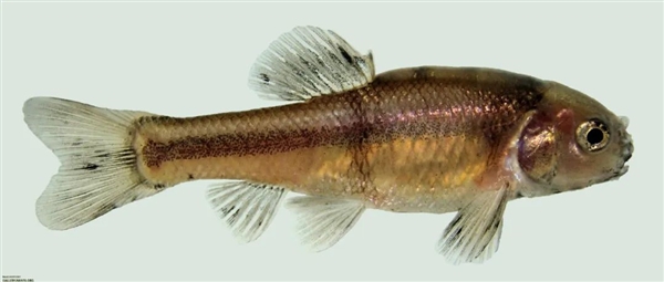 人類吃的一種東西讓公魚變性、鳥類滅絕：引發動物界大混亂