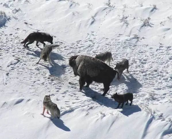 為什么狼群不敢攻擊有牧羊犬的羊群？難道打不過一條狗？