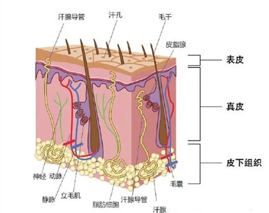 洗完頭后 自然風(fēng)干好 還是吹干好 大部分人都做錯(cuò)了