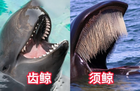 鯨須：須鯨身體最獨特結構 到底如何幫助鯨魚進食