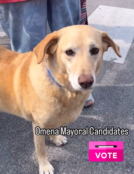 美國選出一匹馬當鎮長！上一任是只狗、再往前是貓