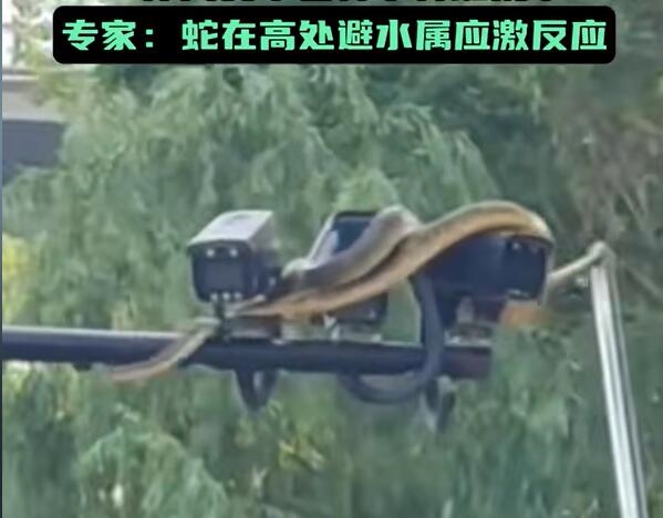 武漢江灘大蛇爬上監控桿 專家：蛇爬到高處避險 正常應激反應