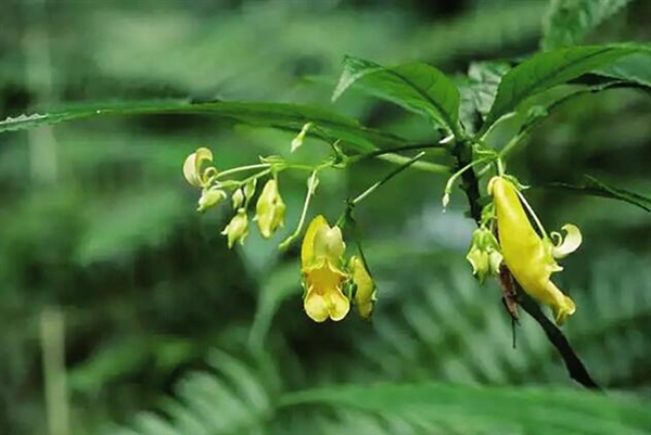 貴州發現新物種北盤江鳳仙花：生長在海拔1300米濕地 約有5100株