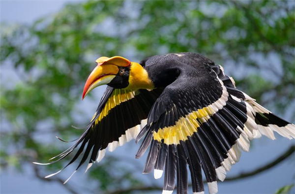 36499元打鳥神器！尼康發布尼克爾Z 600mm F/6.3 VR S鏡頭