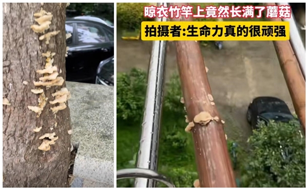 上海網友集中曬蘑菇 專家：切勿采摘食用